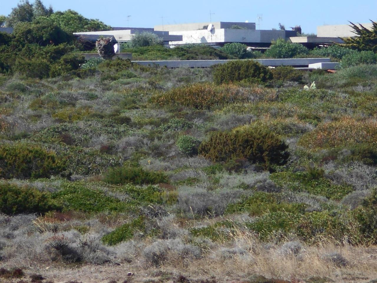 Le Case Punta Negra Stintino Exteriör bild